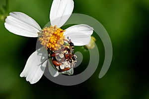 Two insects mating