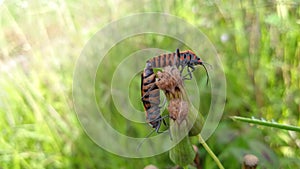 two insects mating on a flower
