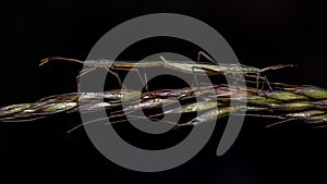 Two insects mating isolated on black background