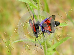 Two insects with red-black wings sit on the grass