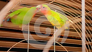 Two inseparable parrots in a cage. Green orange large parrots together.