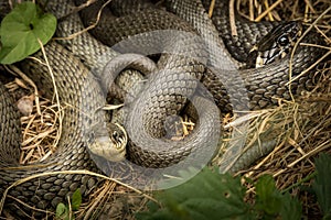 Two intertwined grass snakes lying in the sun