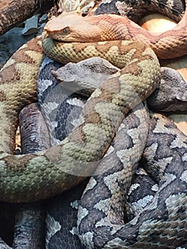 Two intertwined nose horned vipers