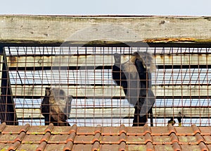 Two intrigued lion-tailed macaques in a cage.