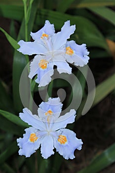 Two irises in the grass