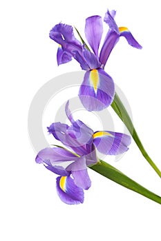 Two Irises