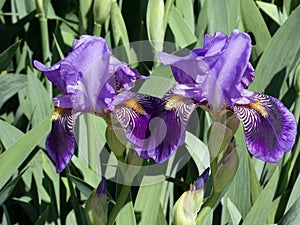 Two Irises
