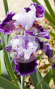 Two irises of violet and white colours