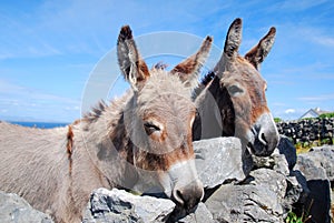 Two Irish Donkeys looking over a wall