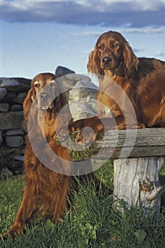 Two irish setter in the sunset