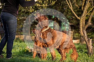 Two Irish setters, dogs, father and son