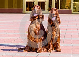 Two Irish Setters.