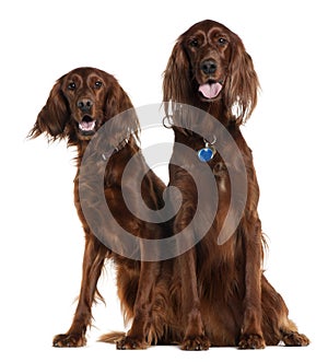Two Irish Setters sitting