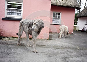 Two Irish wolfhounds in Shannon, Ireland