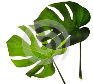 Two Isolate Dark green Monstera large leaves on white background