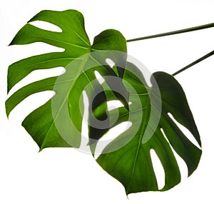 Two Isolate Dark green Monstera large leaves on white background
