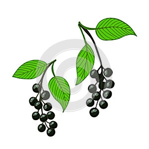 two isolated bunch bird cherry, hackberry or hagberry. photo