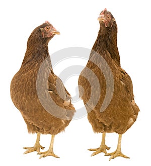 Two Isolated Chickens