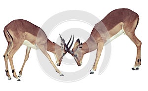 Two isolated fighting antelope