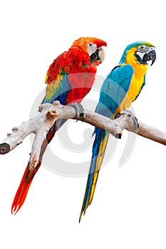 TWO ISOLATED PARROT photo