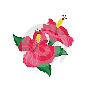 Two isolated red hibiscus flower vector image