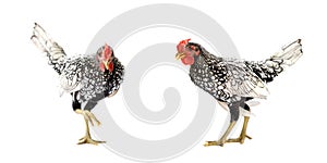 Two isolated SeBright Chicken on the white background in studiolight