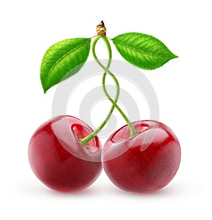 Two isolated sweet cherries with intertwined stems