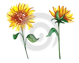 Two isolated watercolor sunflowers in loose style. For your design postcads. posters and banners.