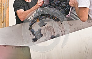 Two Italian males, poring freshly picked, red grapes into a metal container