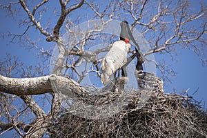 Two Jabiru Stork Chicks in Nest Begging from Adult