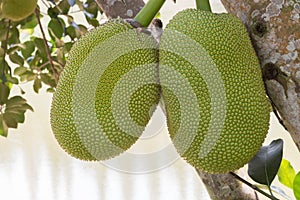 Two jack fruits hanging on the tree