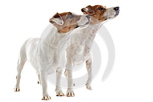 Two jack russel terrier
