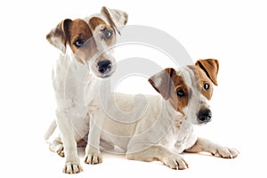 Two jack russel terrier
