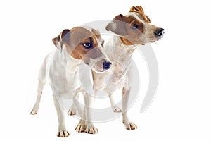 Two jack russel terrier