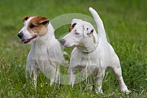 Two Jack Russel Terrier