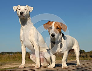 Two jack russel terrier