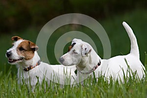 Two Jack Russel Terrier