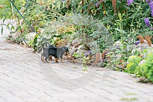 Two Jack Russel Terrier puppys. Newborn dogs playing for the fir