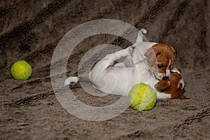 Two Jack Russell puppies play with each other for brown blankets