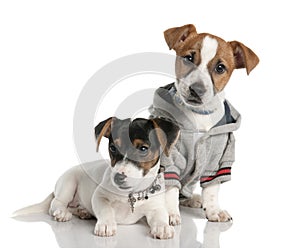 Two Jack russell puppy (3 months old)