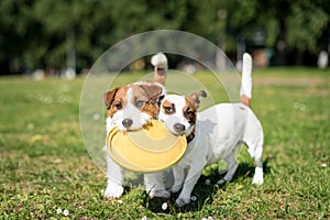 Two Jack Russell Terrier dogs standing side by side and holding