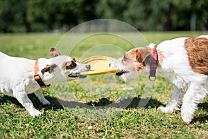 Two Jack Russell Terrier dogs standing side by side and holding