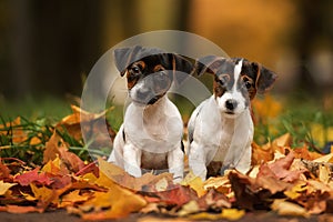 two jack russell terrier puppies playing in yellow autumn leaves