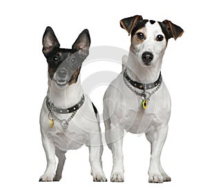 Two Jack Russell Terriers