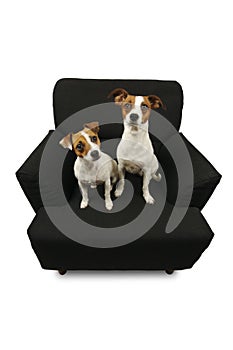 Two Jack Russell Terriers