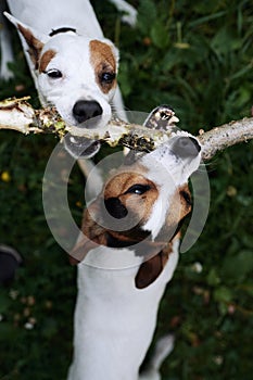 Jack russells fight over stick photo