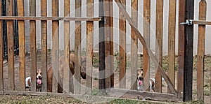 Two Jack Russels peeping through fence