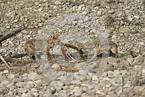 Two Jackal fighting for kill