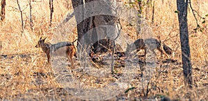 Two Jackals Canis mesomelas in the Hwange National Park, Zimbabwe