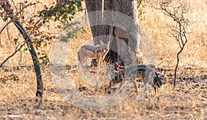 Two Jackals Canis mesomelas in the Hwange National Park, Zimbabwe